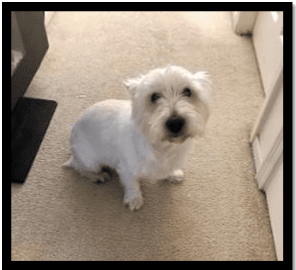 Hamish Hamish