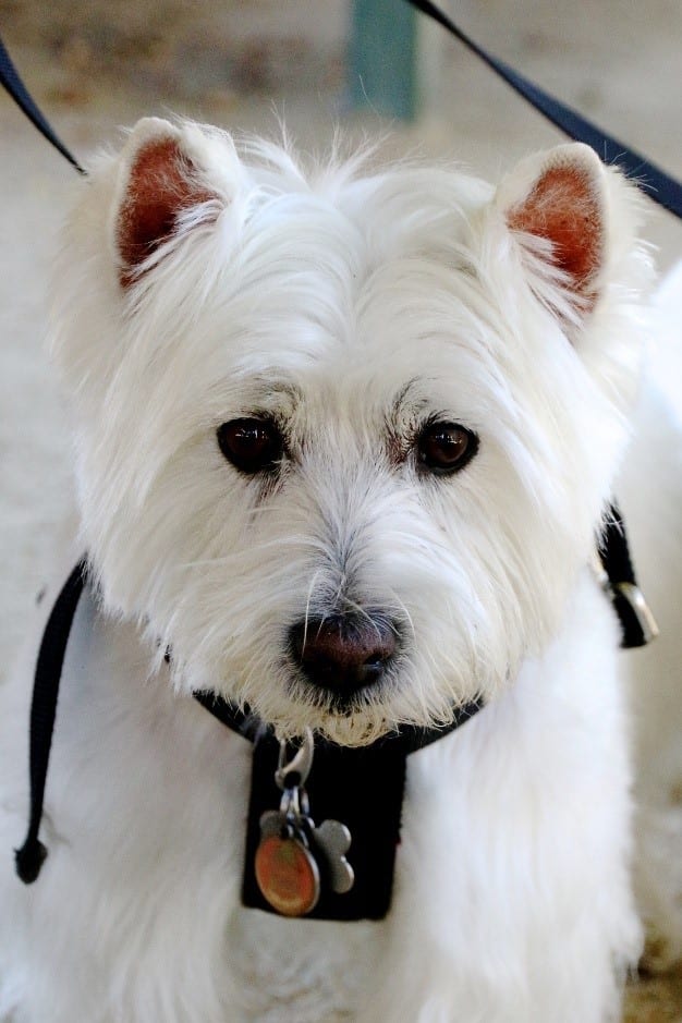 west highland terrier rehoming