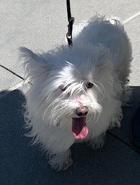 Tex -   Hello my name is Tex. I am a four-year-old Westie-Maltese mix. I’m a small guy at 12 pounds. Through no fault of my own I am looking for a new home. My family has to move and cannot take me.  I am house trained, and leash trained but not crate trained. I like to go hiking. I am healthy and I have all my shots. I’ve always been an only dog so I haven’t had much exposure to other dogs. No cats please.  It takes me a little bit of time to warm up to new people, but once I do I am very cuddly, affectionate and loyal. I’m a sweet boy😉