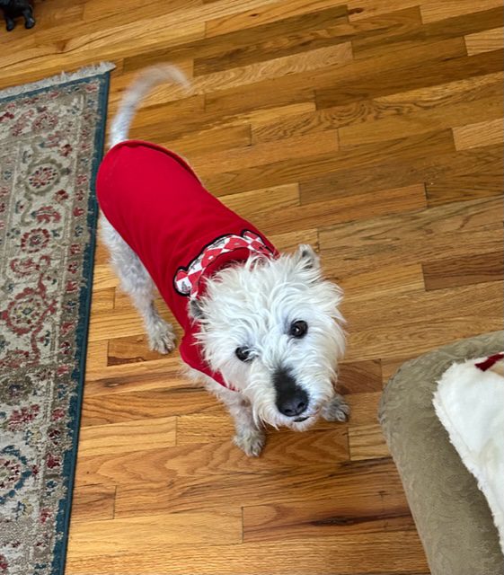 https://www.westierescuenorcal.org/wp-content/uploads/2023/04/Ziggy1.jpg