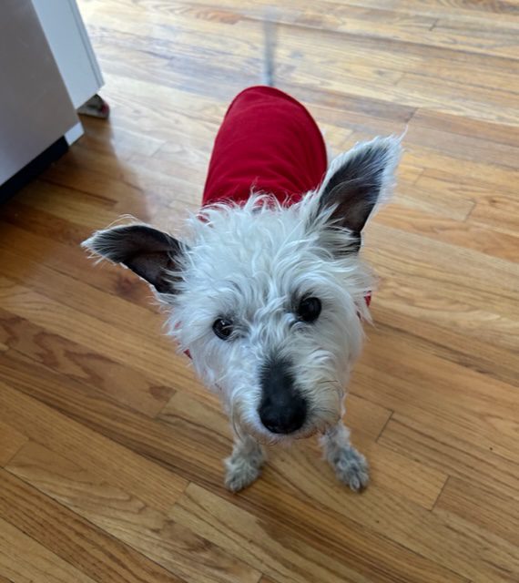 https://www.westierescuenorcal.org/wp-content/uploads/2023/04/Ziggy2.jpg